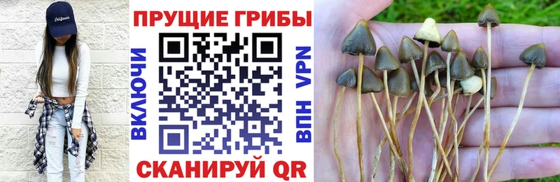 Галлюциногенные грибы Psilocybe  наркота  Гаджиево 